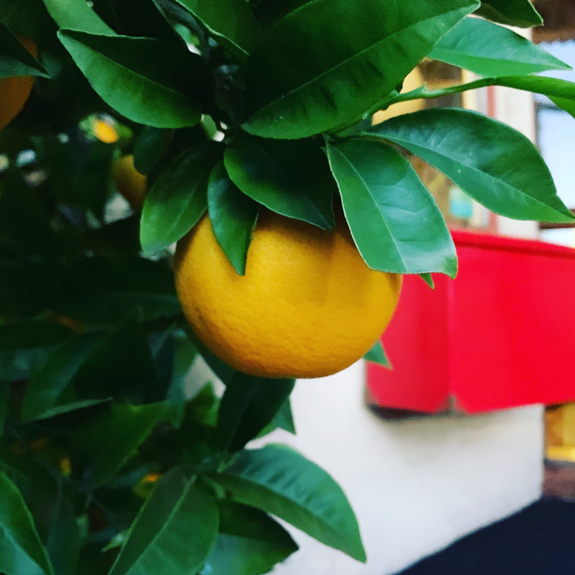 Red Mailbox and Orange