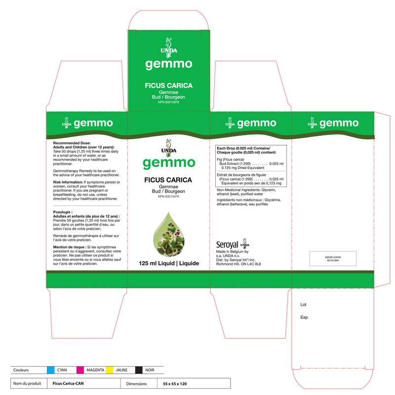 Ficus Carica (125 ml)
